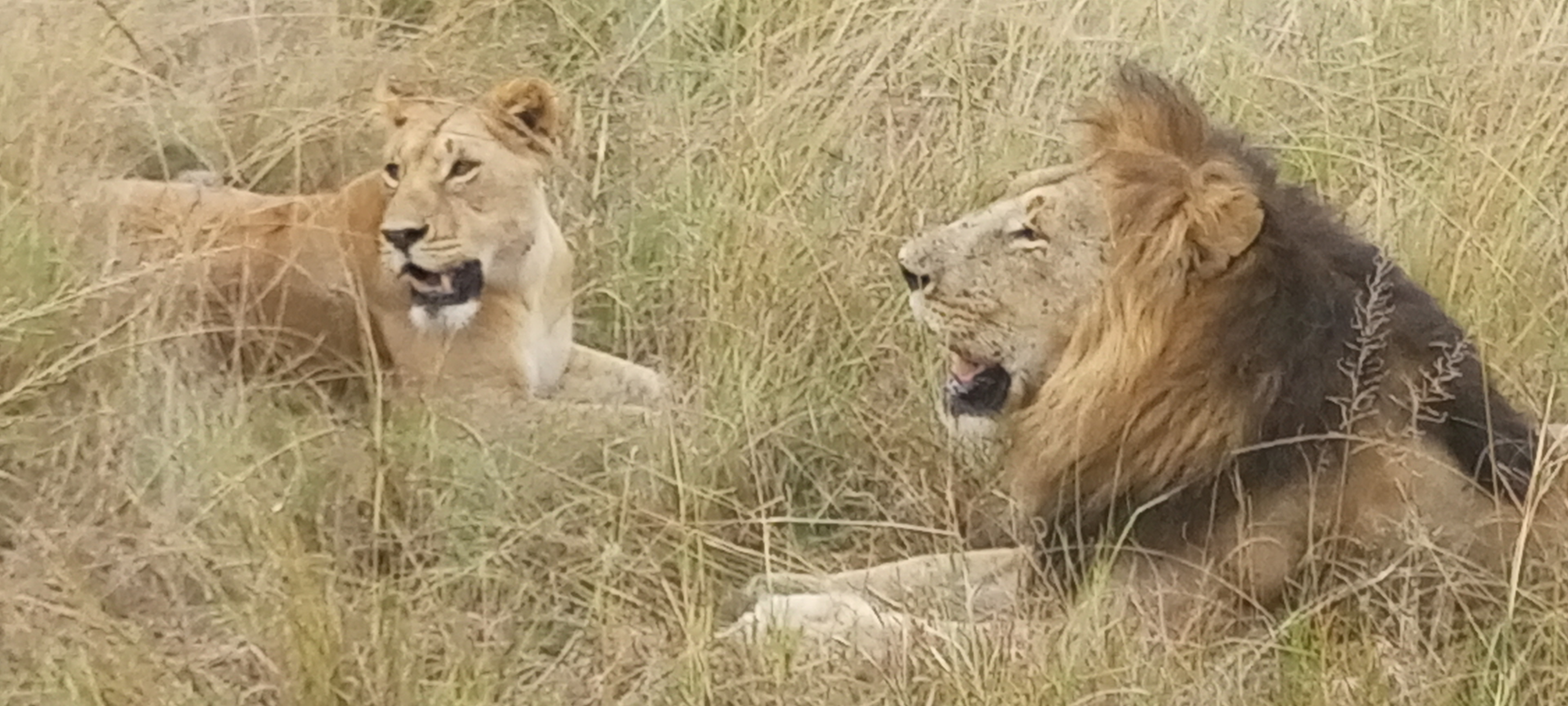 Kenya big game, nature and people of the great rift valley – 13 days