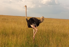 7 Days Fly-in Luxury Safaris (Amboseli, Samburu, Maasai Mara)