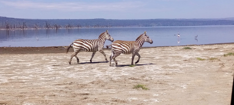 Kenya safari nature, Special migration: July - October
